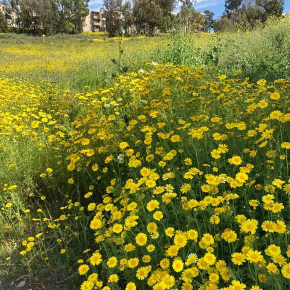 Meet your Posher, Debbie - Picture 6 of 8